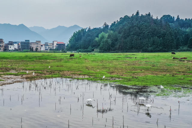 候鸟 鸟类 白鹭 野生动物 生态 自然环境 