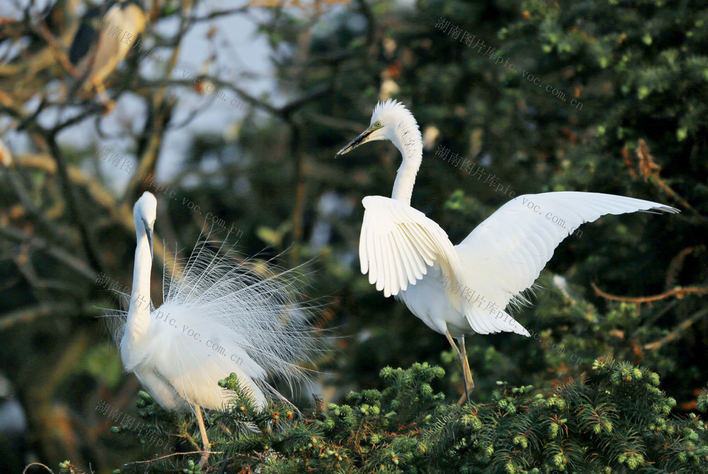 千年鸟道 “充电站” 环境 湖南桂东