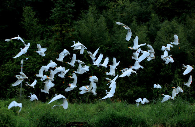 千年鸟道 “充电站” 环境 湖南桂东