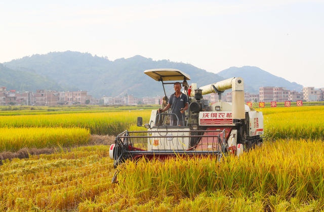 水稻  收获  丰收