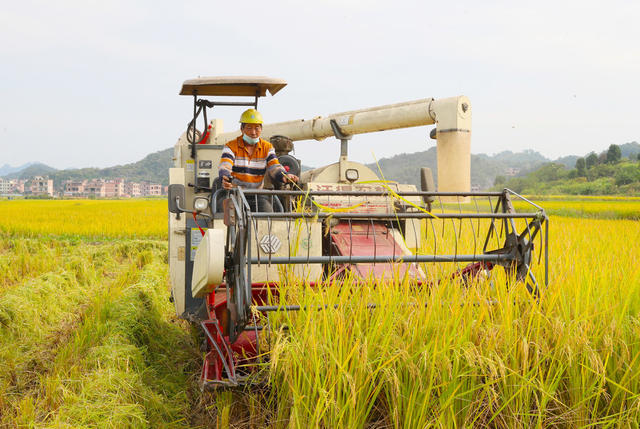 水稻  收获  丰收