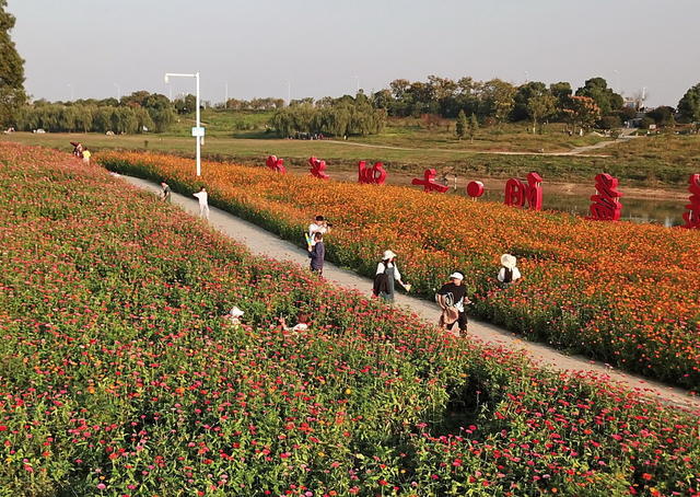 益阳囗格桑花口吸引口市民