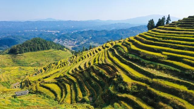 紫鹊界梯田 水稻 金秋时节