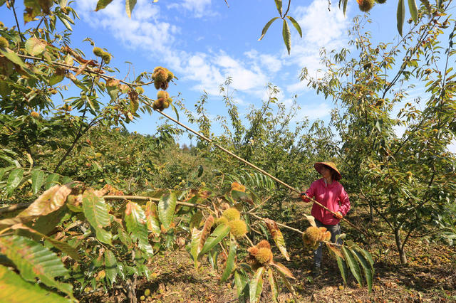 长沙市，龙山县，对口帮扶，锥栗，丰收，采摘