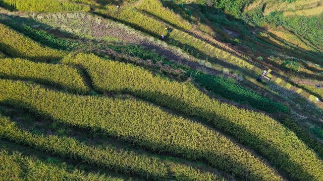 紫鹊界梯田 水稻 金秋时节