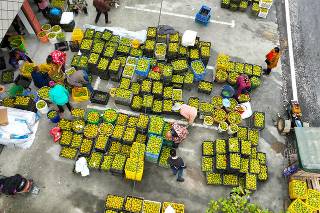 中药材、罗汉果、丰收、销售、乡村产业