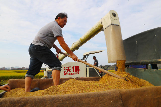 水稻  收获  丰收