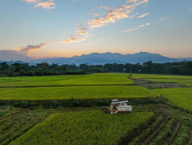 金秋
道县
秋收
晚稻
粮食
