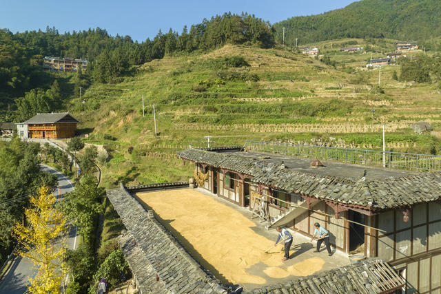 湖南新化 高山梯田  晾晒 水稻收割