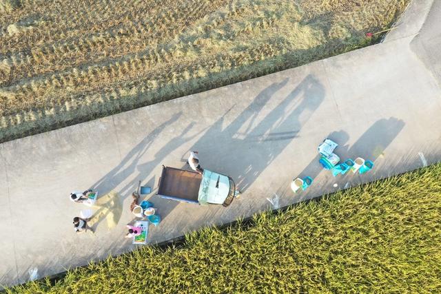 晚稻 丰收  晒谷