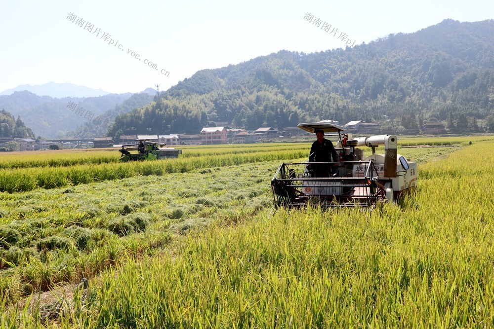 杂交水稻制种
开镰采收