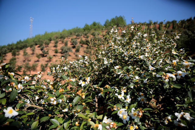 湖南桂东 油茶林园 油茶花