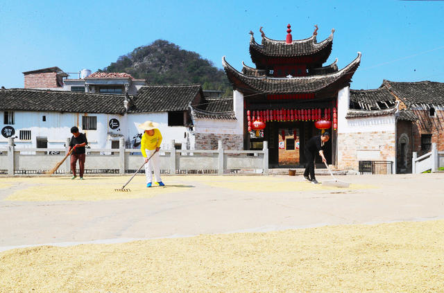 水稻  晾晒  晒谷  农事