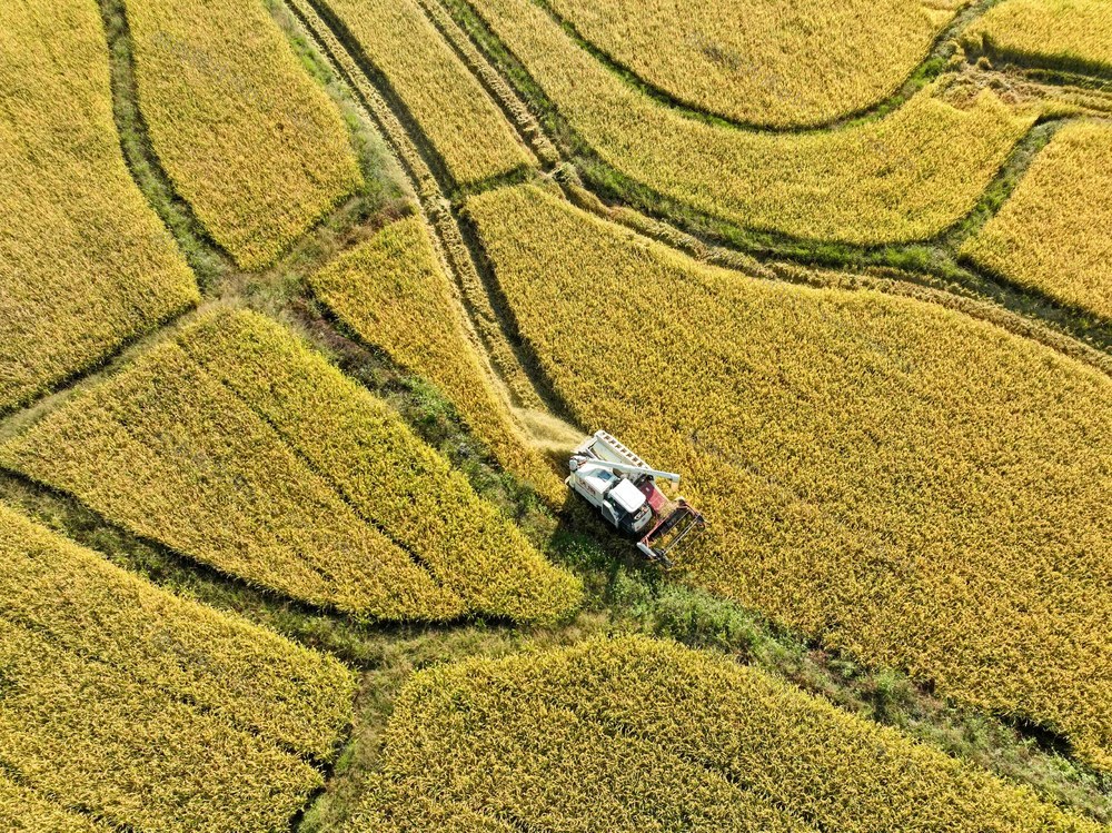 农民
农村
晚稻
收割
粮食
道县