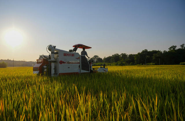 农民
农村
晚稻
收割
粮食
道县