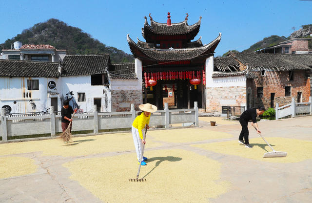 水稻  晾晒  晒谷  农事