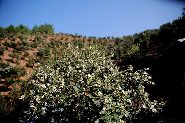 湖南桂东 油茶林园 油茶花
