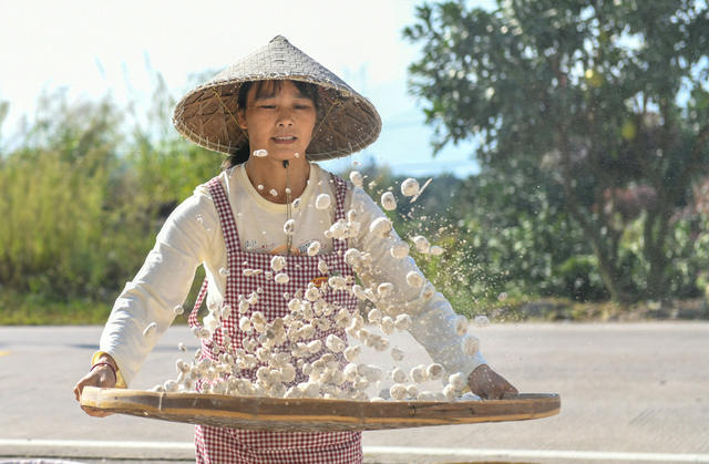 酒曲晾晒
江永
农民
产业
