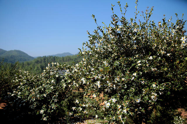 湖南桂东 油茶林园 油茶花