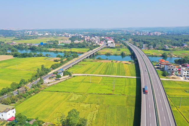 秋景 晚稻 公路