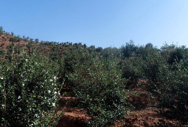 湖南桂东 油茶林园 油茶花