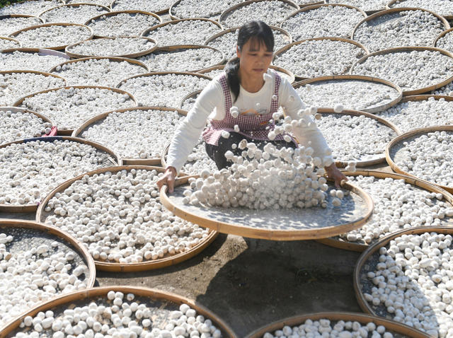 酒曲晾晒
江永
农民
产业
