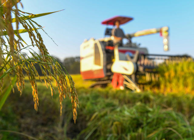 农民
农村
晚稻
收割
粮食
道县