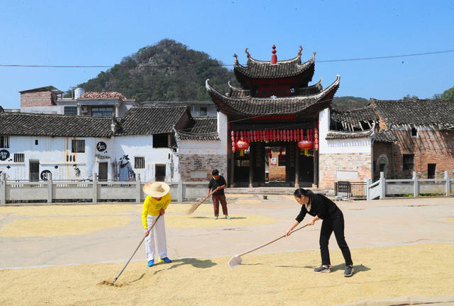 水稻  晾晒  晒谷  农事