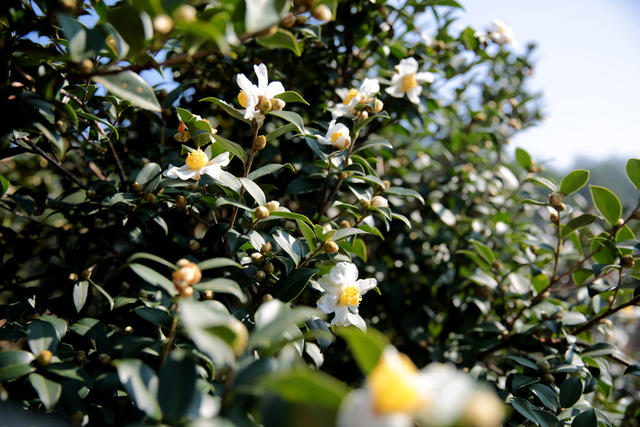 湖南桂东 油茶林园 油茶花