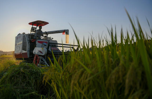 农民
农村
晚稻
收割
粮食
道县