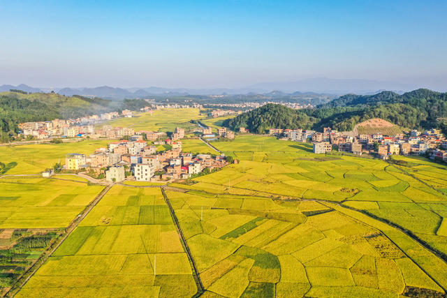 田园 金秋 水稻 稻田 丰收 美丽乡村 村庄