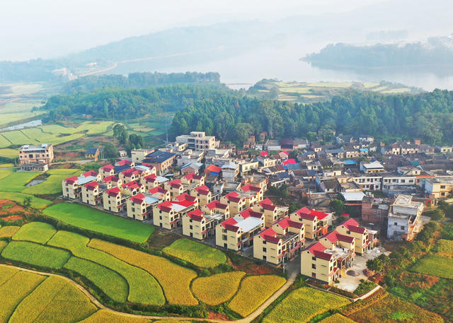 嘉禾：大地铺金  乡村如画