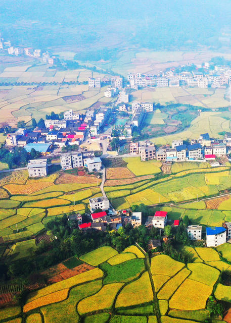 嘉禾：大地铺金  乡村如画