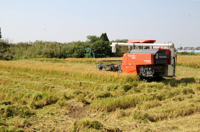 倒种春口水稻囗获囗丰收