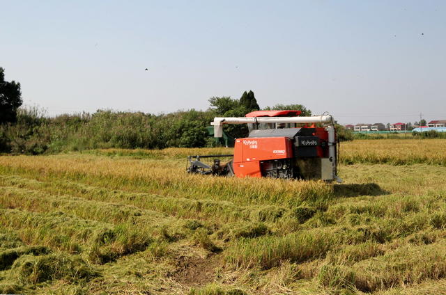倒种春口水稻囗获囗丰收