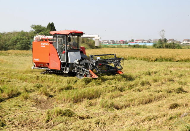 倒种春口水稻囗获囗丰收