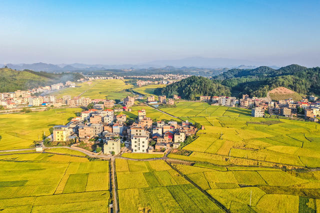 田园 金秋 水稻 稻田 丰收 美丽乡村 村庄