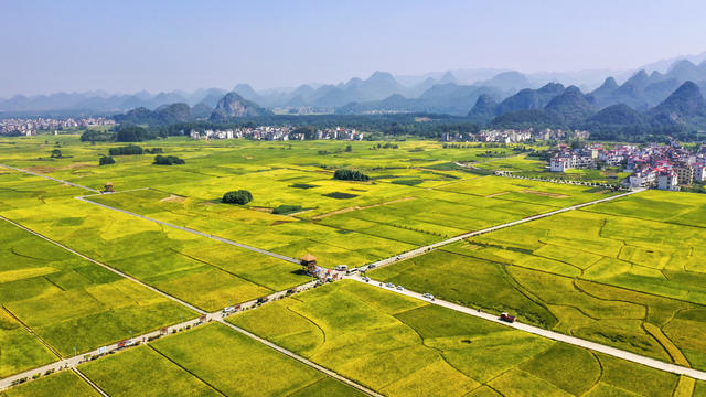 金秋 丰收 稻田 秋景 田园综合体 农旅融合 农副产品精深加工 乡村旅游 粮食生产 高标准农田