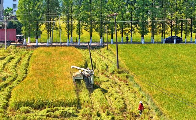 湖南  常宁  晚稻  抢收