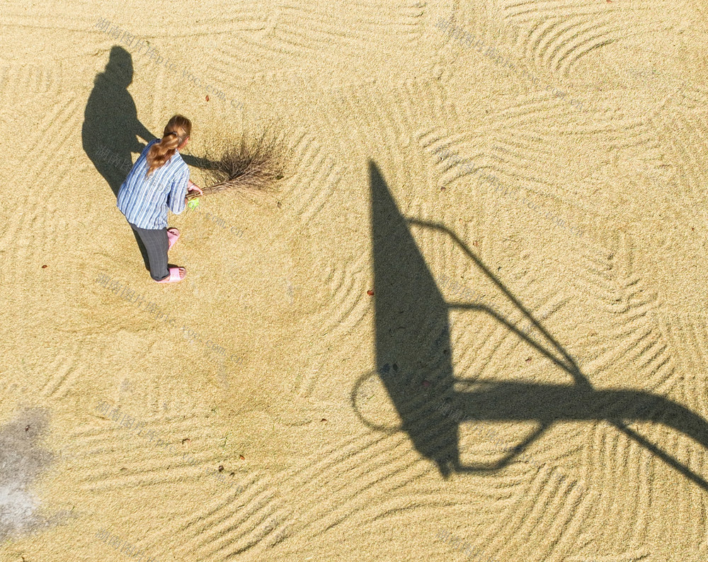 晚稻
稻谷
收割
农业
秋收
金秋