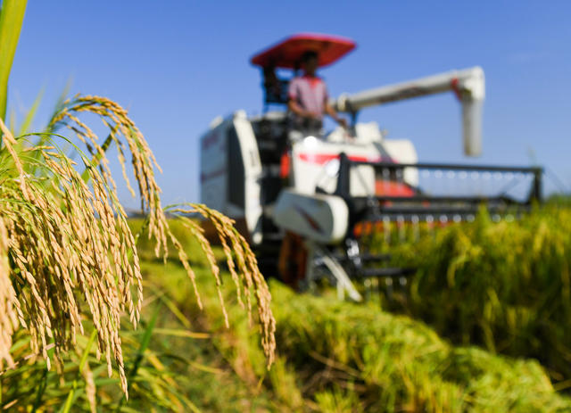 晚稻
稻谷
收割
农业
秋收
金秋