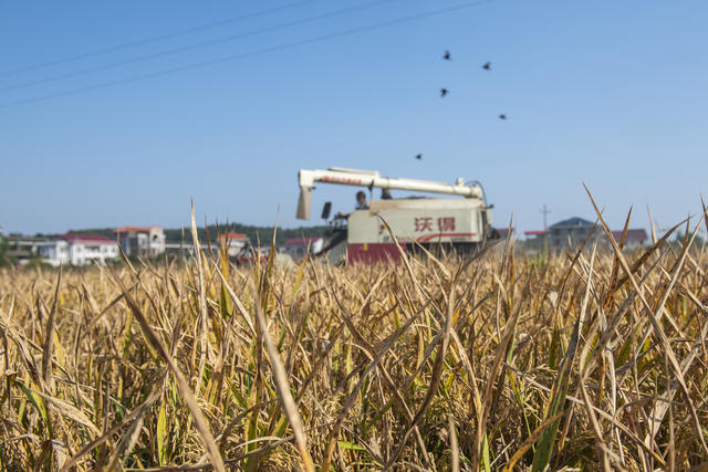 金秋 农民 收割稻谷 忙农事 湖南娄底