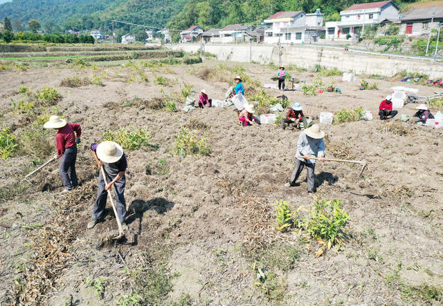农业  特色产业  药材种植  玉竹  白芷  订单  致富项目
