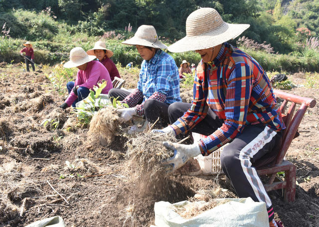 农业  特色产业  药材种植  玉竹  白芷  订单  致富项目