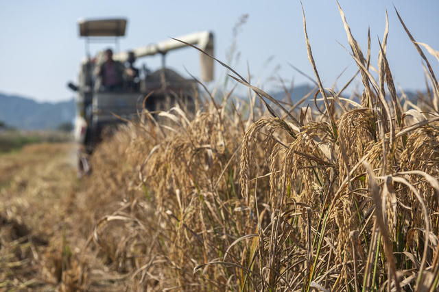 金秋 农民 收割稻谷 忙农事 湖南娄底