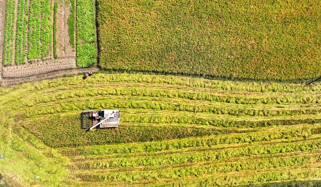 湖南  常宁  晚稻  抢收