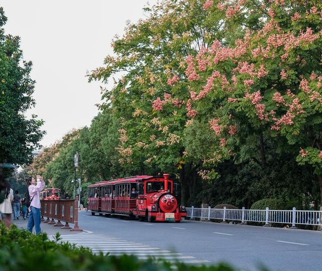 橘子洲，栾树，金秋时节，美不胜收，