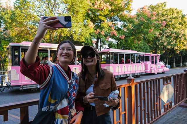 橘子洲，栾树，金秋时节，美不胜收，