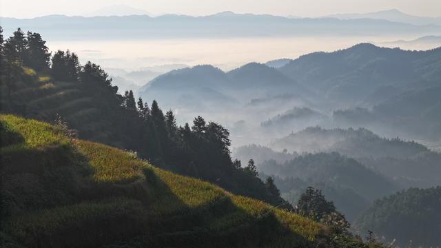 紫鹊界梯田 紫鹊界 梯田 秋收 风景 田园风光 秋天 乡村风景