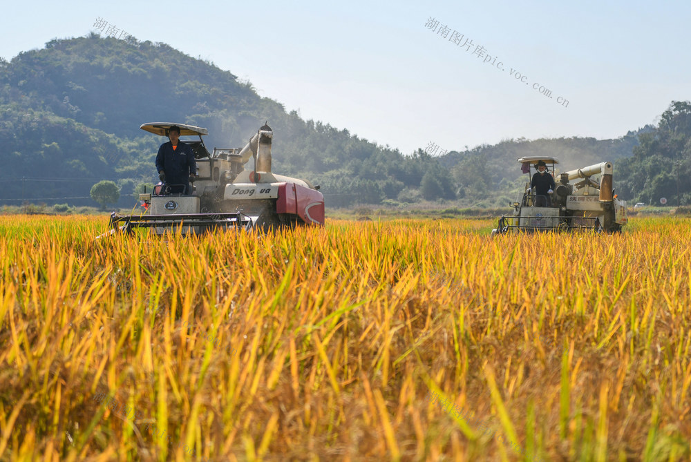 晚稻
紫稻
功能稻
收获
金秋
